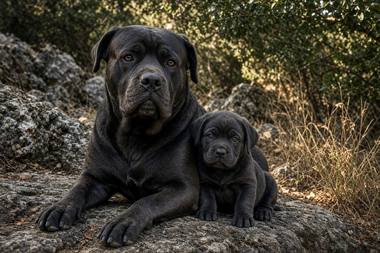 Cane Corso poster, Adult and Puppy