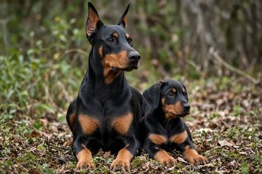 Doberman poster, Adult and Puppy
