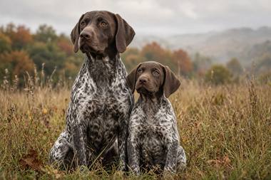 German Shorthaired Pointer poster, Adult and Puppy