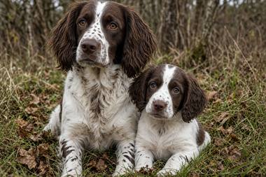 Springer Spaniel poster, Adult and Puppy