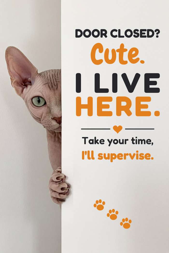 Sphynx poster, Cats at the Door