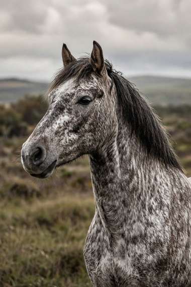 Belgian (Roan) poster, Horse Portraits