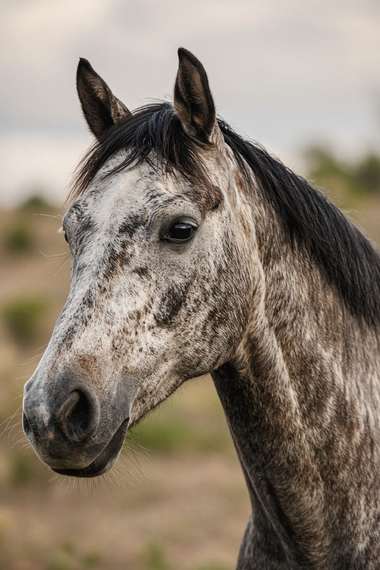 Quarter Horse (Roan) poster, Horse Portraits